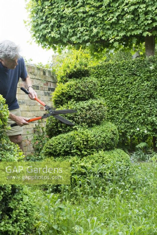 Man Pruning Box spirale topiaire - Buxus sempervirens - Avril.