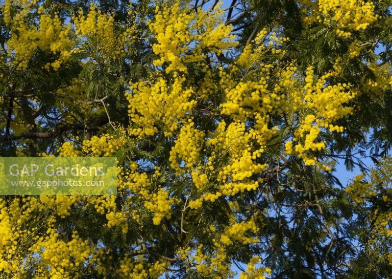Acacia dealbata - Mimosa floraison en février