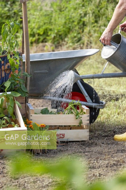 Arrosage des plants de légumes, été juin