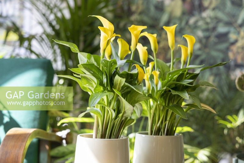 Zantedeschia elliottiana, printemps avril