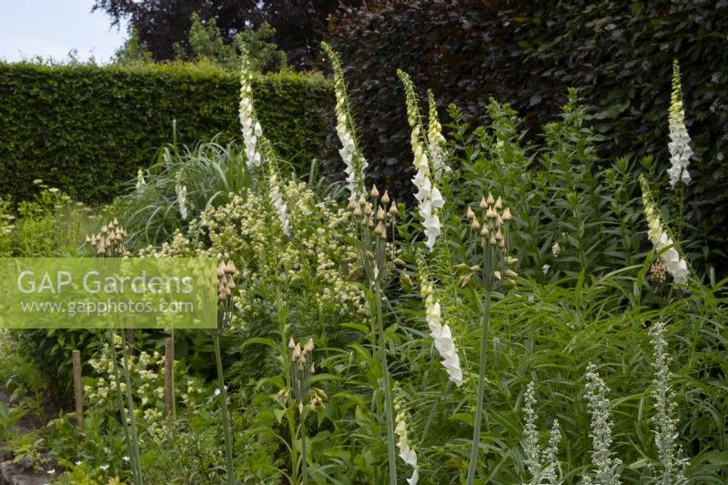 Digitalis purpuea 'Albiflora' et Allium et Nectaroscordum siculum dans un parterre de fleurs dans le White Garden à York Gate.