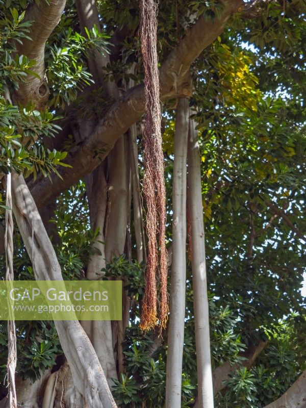 Ficus macrophylla - Racines aériennes de figues de la baie de Moreton