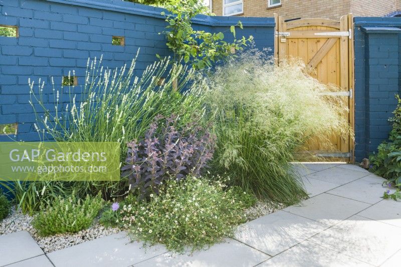 Un jardin patio moderne en été avec des murs en briques peints en bleu. Les plantes ont été choisies pour encourager les insectes et comprennent l'erigeron, le thym, la lavande, la scabieuse et le sedum. Juin.