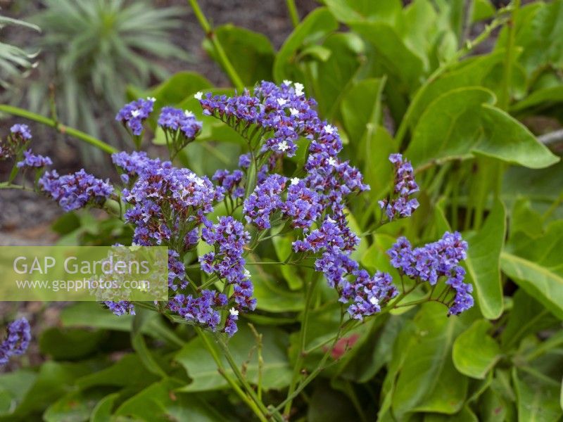 Limonium brassicifolium en fleurs Tenerife Espagne à la mi-février