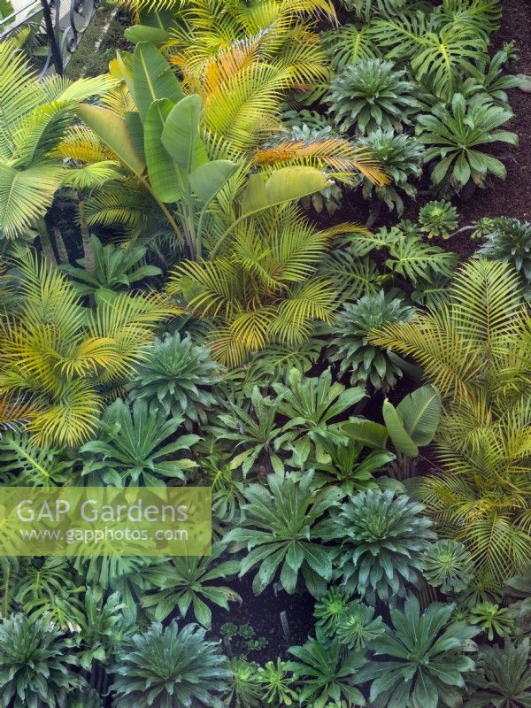 Jardin succulent photographié d'en haut Février Îles Canaries