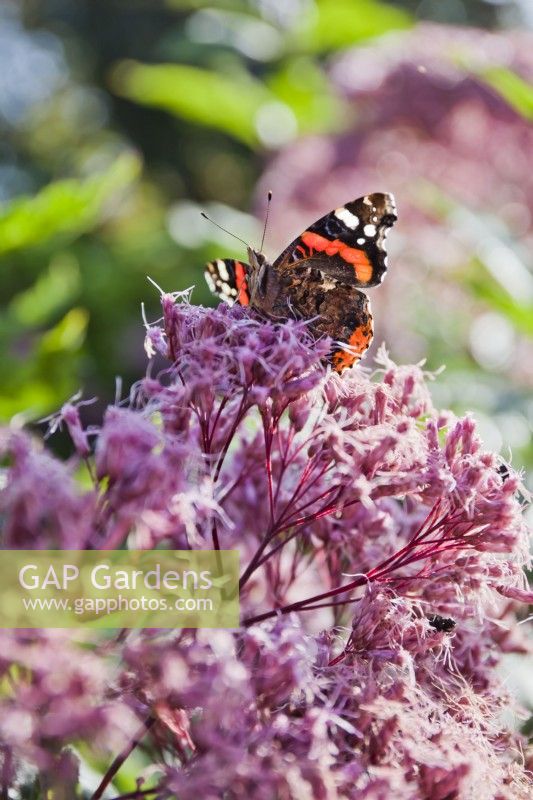 Eupatorium Maculatum 'Atropurpureum' avec papillon amiral rouge.