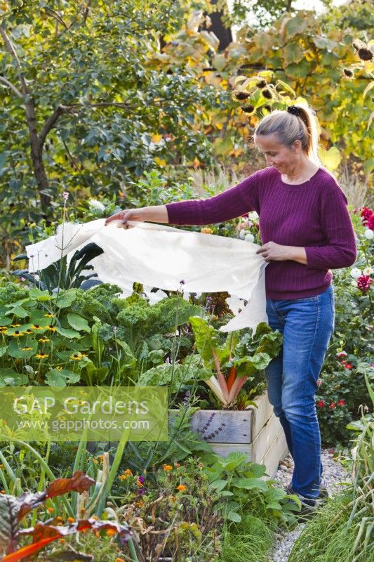 Protéger les légumes en platebande surélevée à l'automne en les recouvrant de toison horticole.