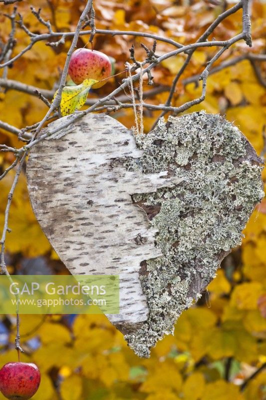 Coeur de bouleau et de lichens suspendu à un arbre.