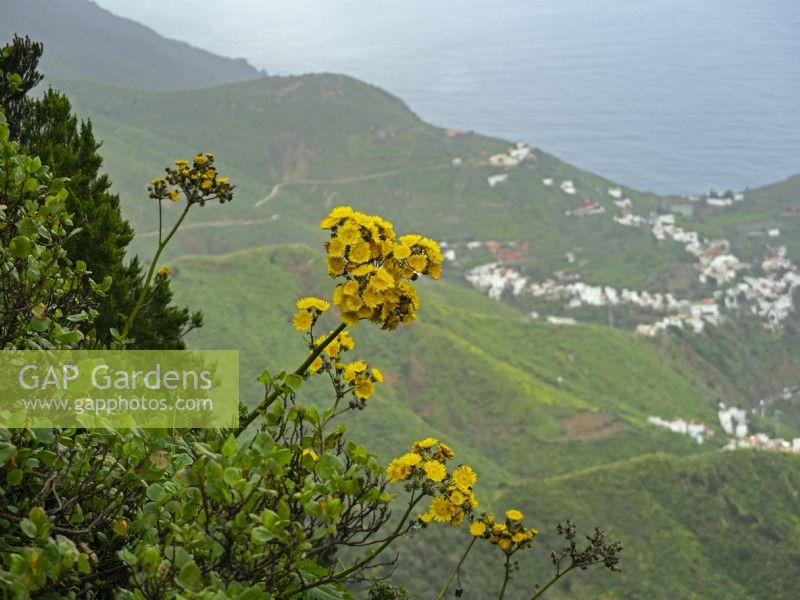Sonchus congestus en fleur en février Îles Canaries
