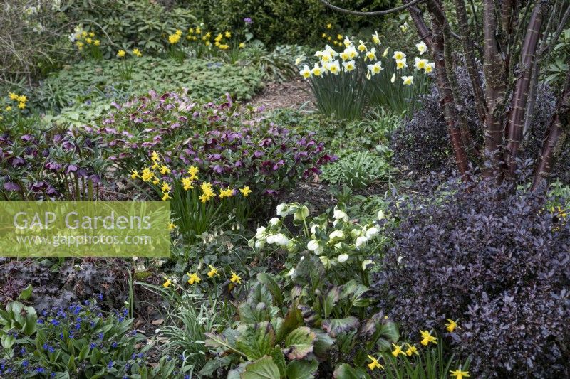 Parterre mixte de fleurs de printemps à Winterbourne Botanical Gardens - Mars