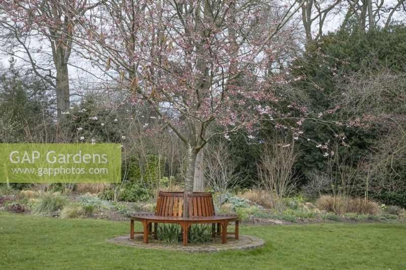 Siège d'arbre en bois autour de Prunus 'Accolade' aux jardins botaniques de Winterbourne, mars