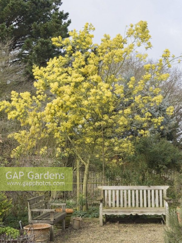 Acacia dealbata - Mimosa à East Ruston Old Vicarage Gardens Norfolk