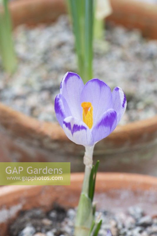 Crocus heuffelianus 'Onde de choc'