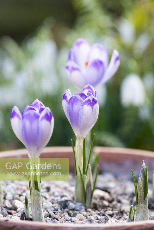 Crocus heuffelianus 'Onde de choc'