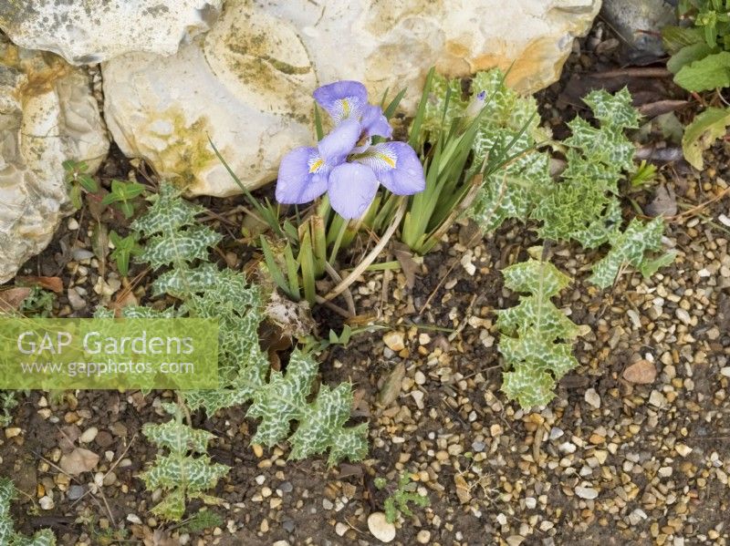 Iris unguicularis 'iris d'Algérie' et Silybum marianum