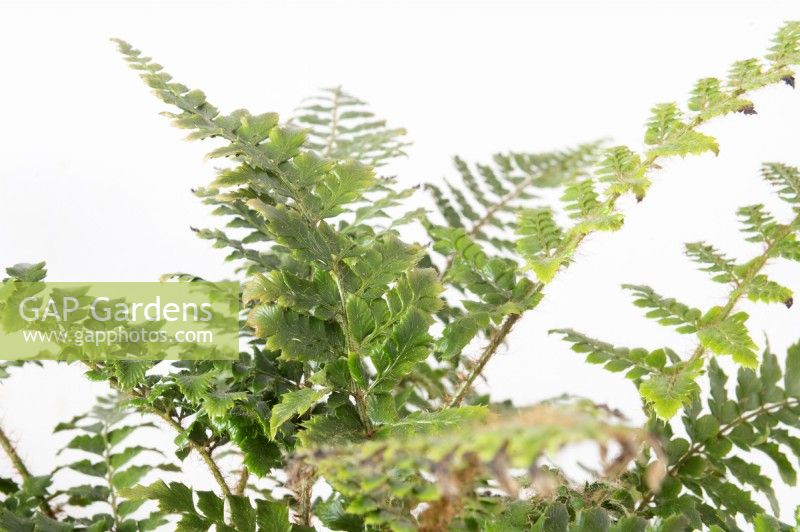 Polystichum polyblepharum 'Jade' Fougère à glands du Japon