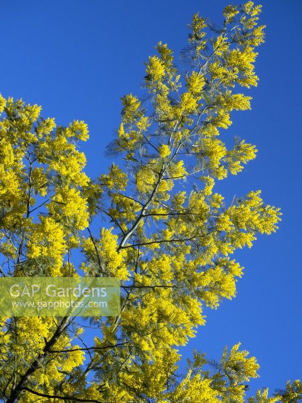 Acacia dealbata - Mimosa Mi-mars Norfolk