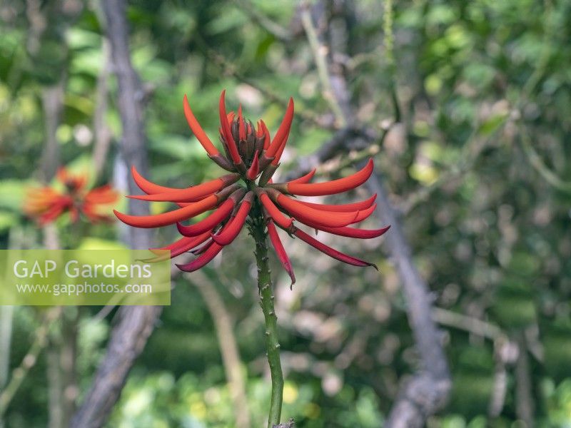 Erythrina speciosa en fleur Tenerife Espagne