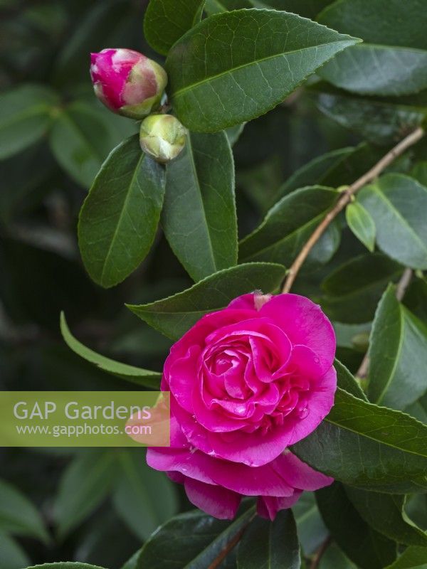 Camellia x williamsii 'Debbie' fin mars Norfolk