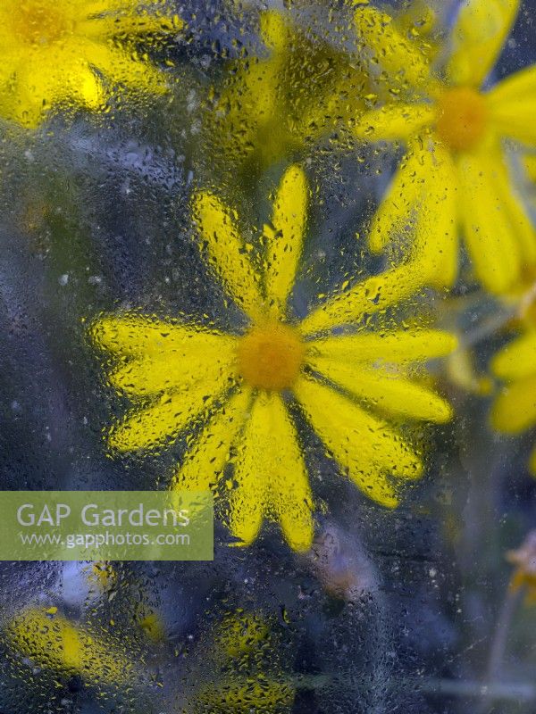 Euryops pectinatus en résumé de fleurs à travers le verre à effet de serre en mars