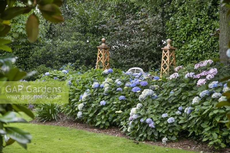 Hortensias au Burrows Gardens, Derbyshire, en août