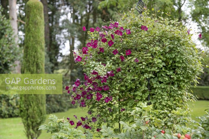 Clematis viticella 'Rubra' aux Burrows Gardens, Derbyshire, en août