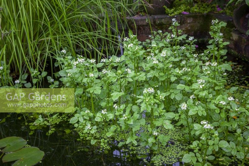 Cresson - Nasturtium aquaticum, Nasturtium microphyllum, Cardamine fontanum - poussant dans un petit étang.