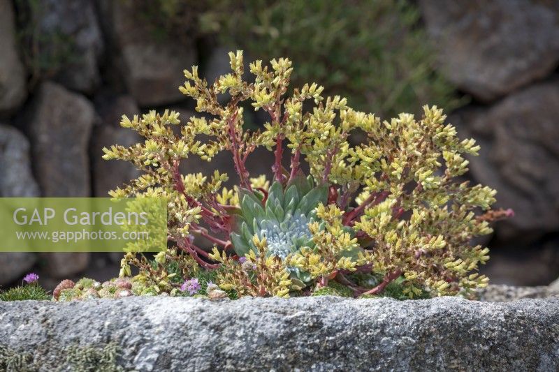 Dudleya farinosa - laitue Bluff, poudreuse liveforever - plantée au sommet d'un mur de pierre