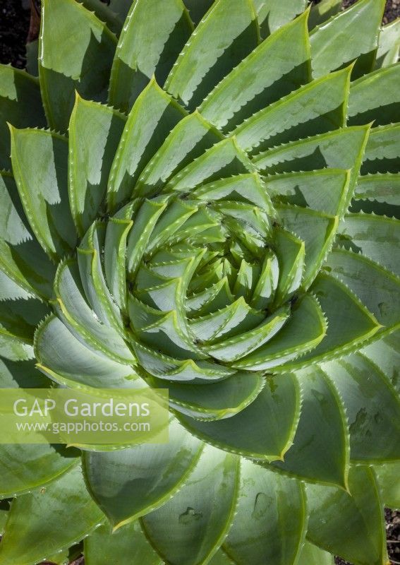 Aloe polyphylla - Aloès à feuilles multiples - formant une spirale de Fibonacci