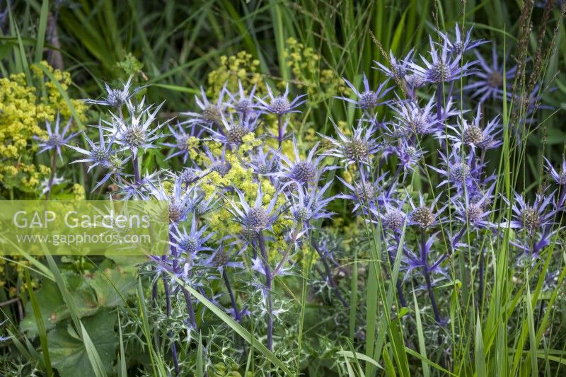 Eryngium bourgatii - houx de mer - dans le jardin en bord de mer à Glebe Cottage