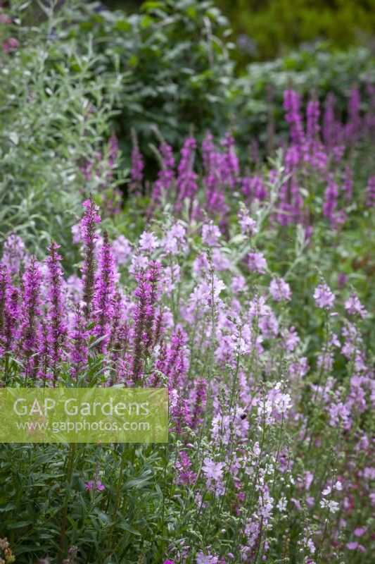 Lythrum virgatum - Salicaire baguette