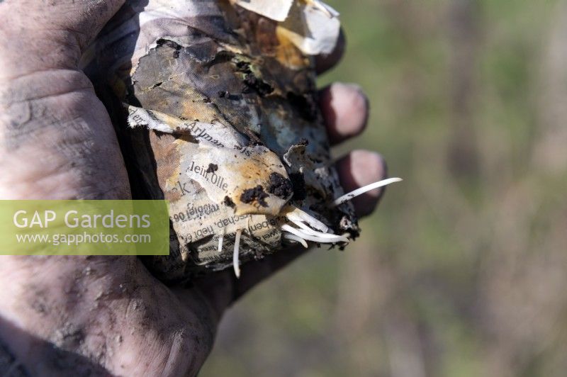 Faire des pots de plantation pour les semis à partir de vieux journaux. Ajout d'une graine, fève 'Monica' Vicia Faba, au sol. Les racines du semis ayant poussé poussent à travers le papier en décomposition du journal