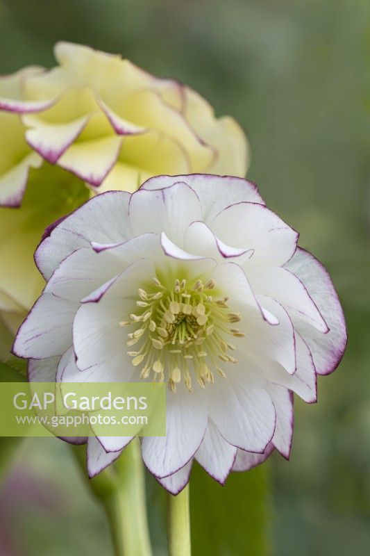 Helleborus x hybridus - Ashwood Garden Hybrids - Double White Picotee floraison au printemps - mars