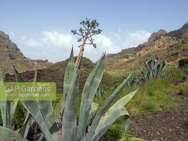 Plantes d'Agave americana poussant à l'état sauvage à Tenerife, Îles Canaries Février