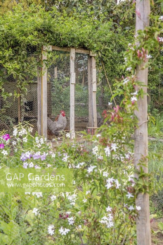 Poulailler sur-cultivé avec passiflora edulis et nicotiana rampant à travers la clôture au premier plan