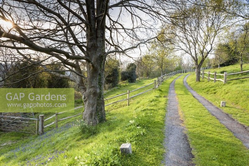 Allée encadrée par des clôtures en chêne fendu menant à un jardin du Devon en avril