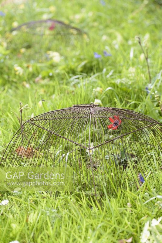 Cloche en métal pour protéger Anemone pavonina en avril