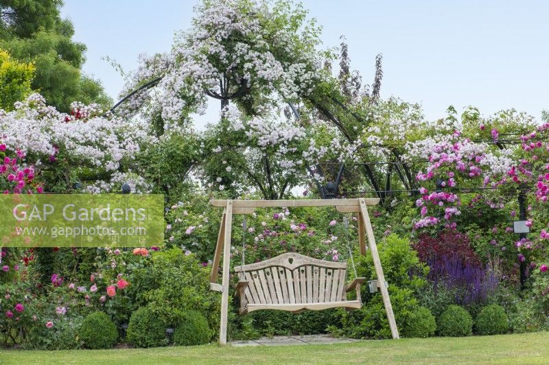 Une balançoire repose entre un parterre de fleurs de sauges, de boules de buis et de rosiers arbustifs. Derrière, dressée le long d'une pergola et d'une tonnelle se trouve Rosa 'Paul's Himalayan Musk'.