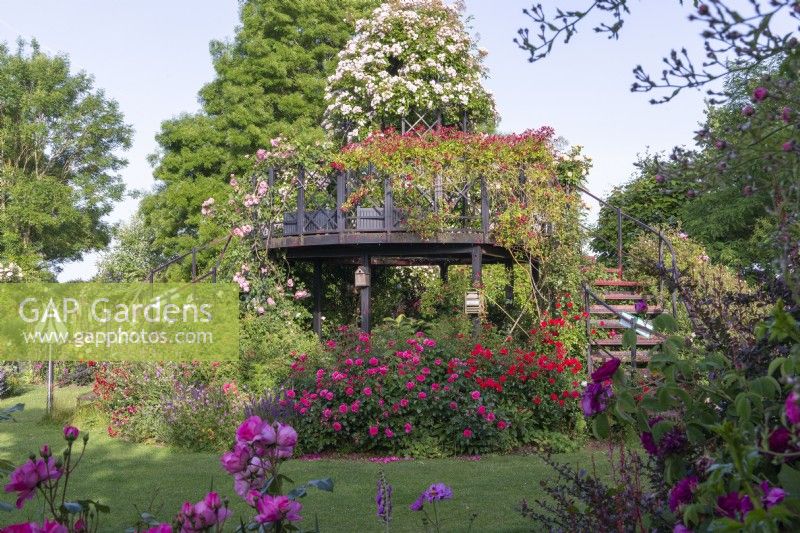 Une plate-forme d'observation centrale dans les jardins de Peter Beales Roses vêtue de roses grimpantes.