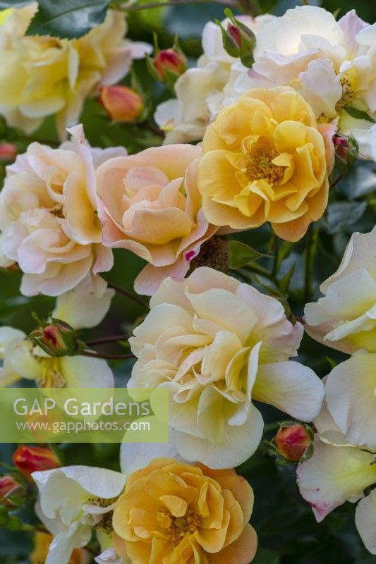 Rosa 'Amber Flower Carpet', une rose couvrant le sol portant des masses de riches roses ambrées à partir de juin.