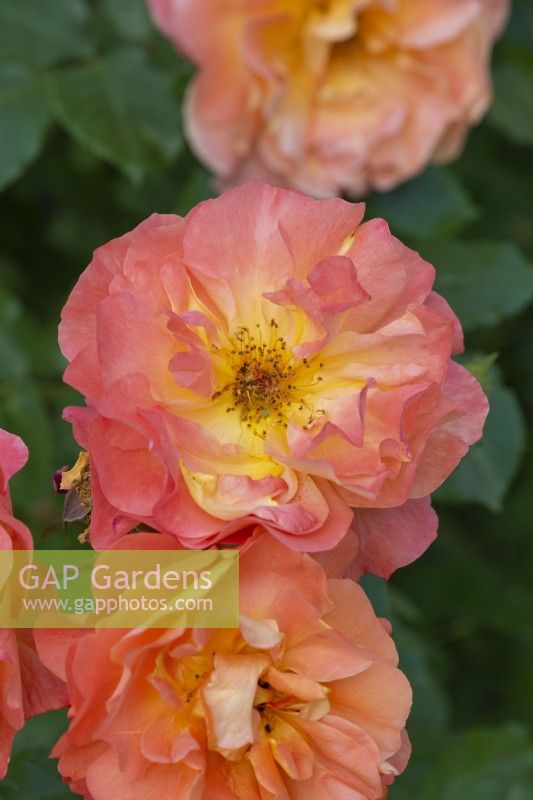 Rosa 'Westerland' (syn. 'Korwest'), un rosier arbuste portant des grappes de fleurs parfumées d'abricot orange de juin à l'automne.