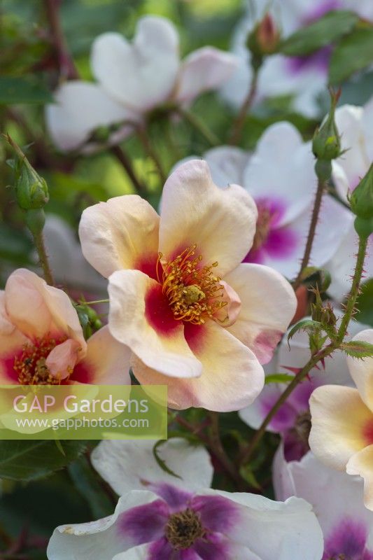 Rosa 'Smiling Eyes', un rosier buisson aux petites fleurs simples parfumées de juin qui changent de couleur avec l'âge.