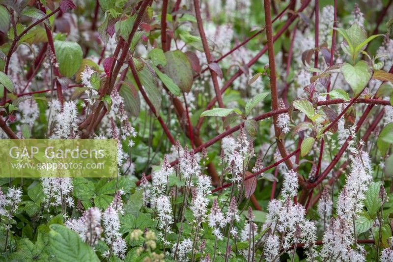 Tiarella 'Spring Symphony' - Fleur de mousse - plantée autour de la base de Cornus alba 'Sibirica' - Cornouiller de Sibérie