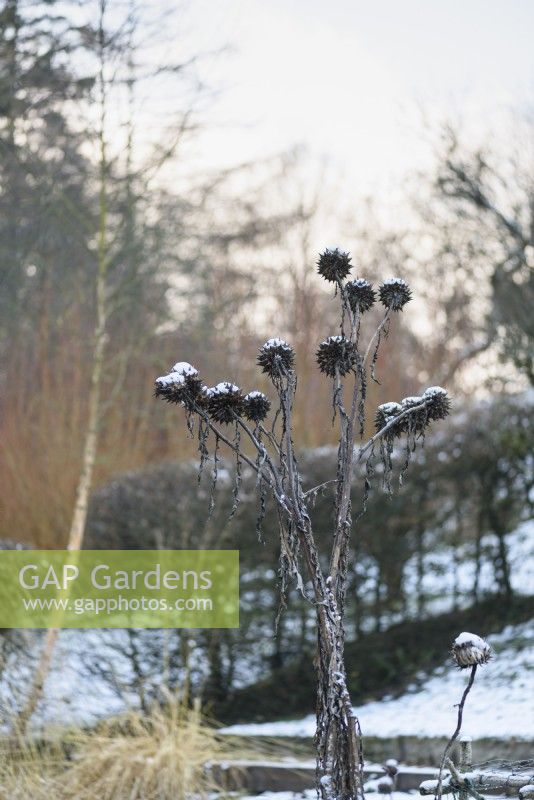 Seedheads d'artichaut avec de la neige en décembre.