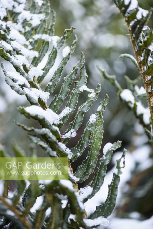 Blechnum chilense saupoudré de neige en décembre.