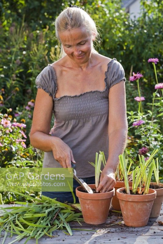 Femme plantant des rhizomes d'iris divisés avec des feuilles coupées en pot.