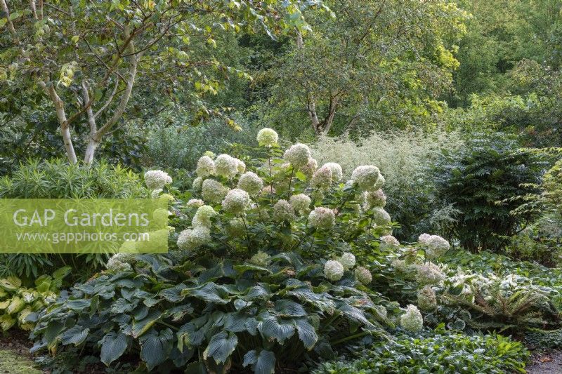 Dans un jardin boisé, un bouquet d'Hydrangea paniculata 'Limelight' syn. 'Zwijnenburg', qui à partir d'août porte de grandes panicules en forme de cône de fleurs blanc verdâtre.