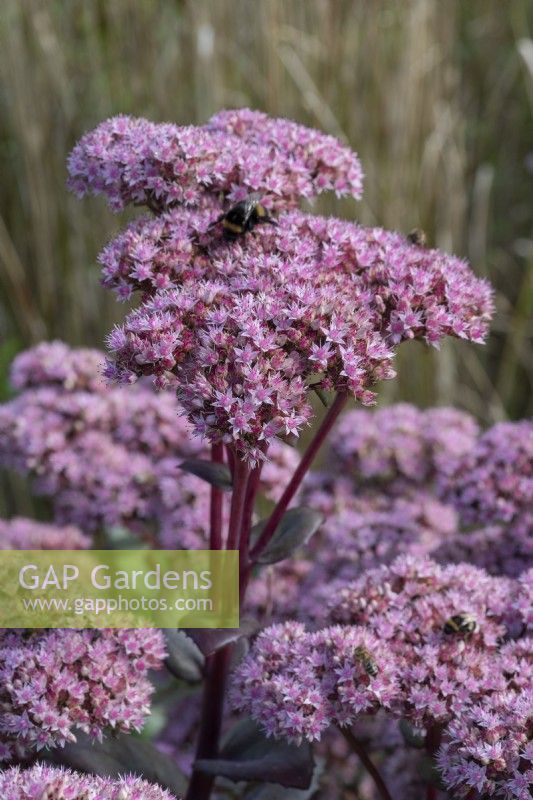 Hylotelephium 'Matrona', culture de pierre ou sedum, une plante vivace à feuilles caduques avec des feuilles gris-vert et des tiges roses portant des grappes denses de fleurs roses d'août à l'automne.