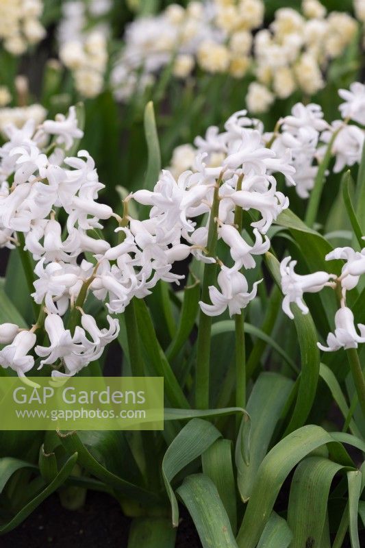 Hyacinthus orientalis 'Grande Blanche Imperiale', une jacinthe aux fleurs blanches parfumées portées en mars et avril.
