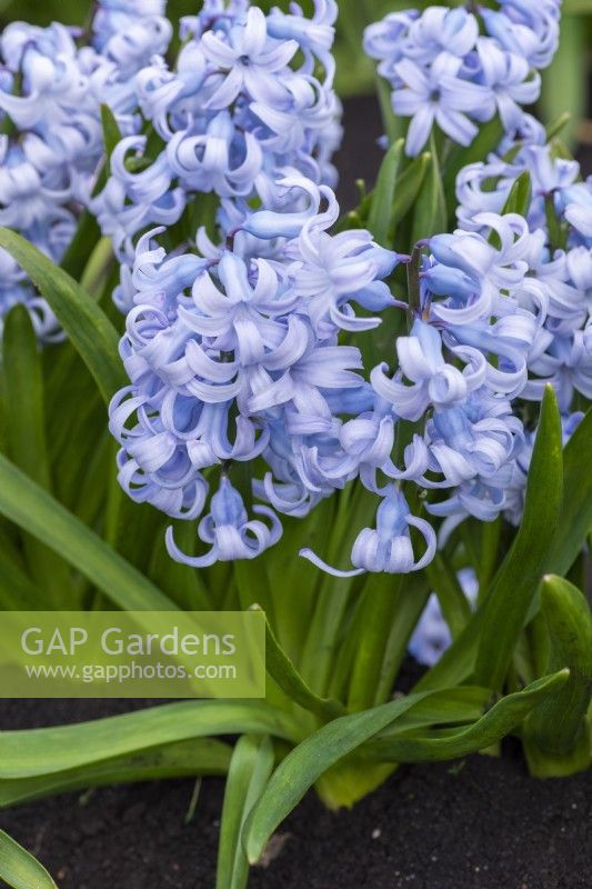 Hyacinthus orientalis 'Queen of the Blues', remonte aux années 1870, une jacinthe parfumée aux fleurs bleues douces portées en mars et avril.
